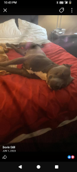 Lost Male Dog last seen 36th St N, Tulsa Ok, Tulsa, OK 74103