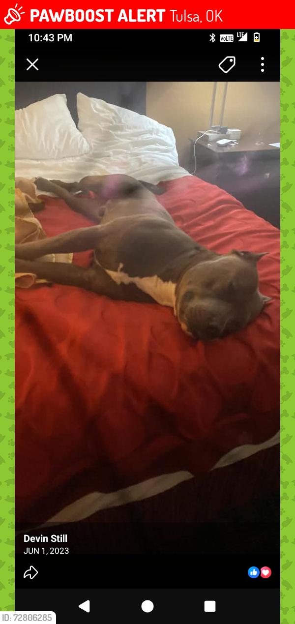 Lost Male Dog last seen 36th St N, Tulsa Ok, Tulsa, OK 74103