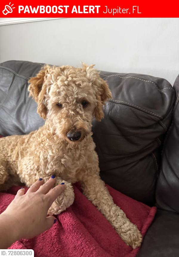 Lost Female Dog last seen Center st , Jupiter, FL 33458