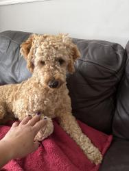 Lost Female Dog last seen Center st , Jupiter, FL 33458