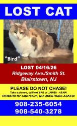 Lost Female Cat last seen Silver Lake area, Blairstown, NJ 07825