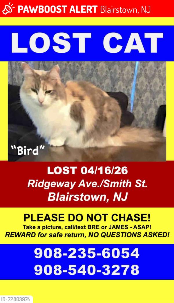 Lost Female Cat last seen Silver Lake area, Blairstown, NJ 07825