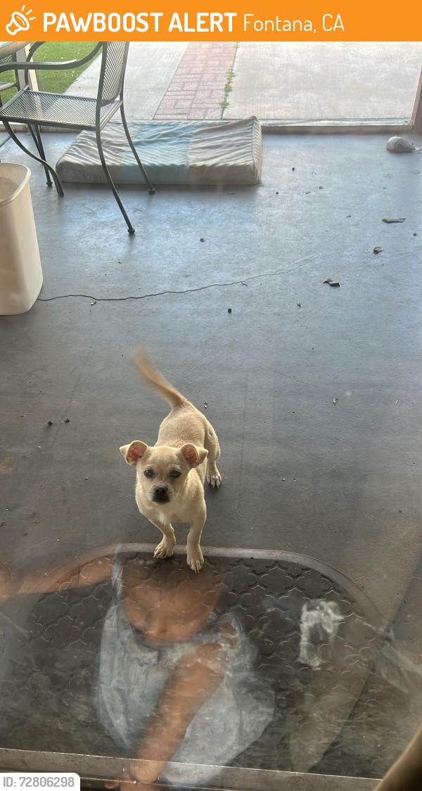 Found/Stray Unknown Dog last seen pampas and arrow highway , Fontana, CA 92335