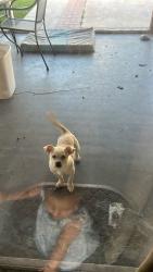 Found/Stray Unknown Dog last seen pampas and arrow highway , Fontana, CA 92335