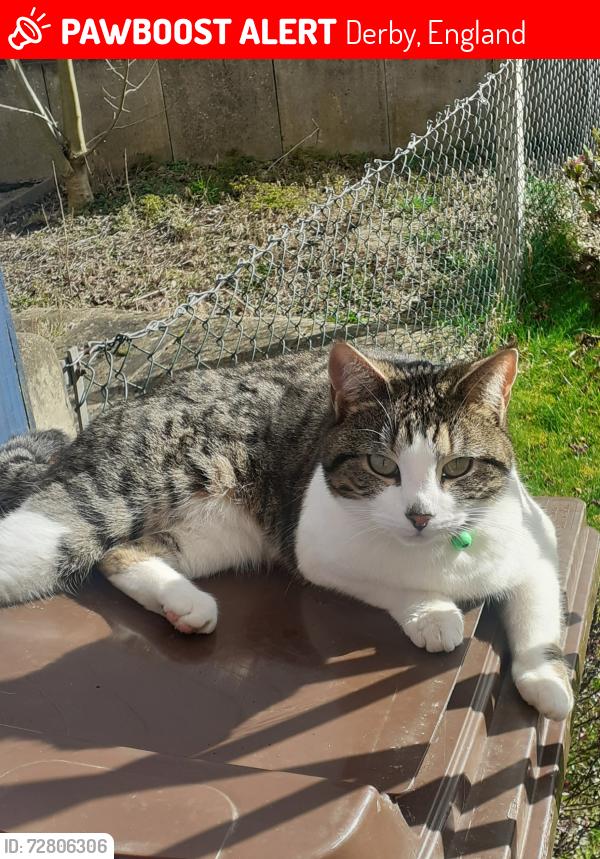 Lost Female Cat last seen Huxley Close, Derby, England 