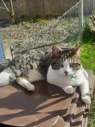 Lost Female Cat last seen Huxley Close , Derby, England 