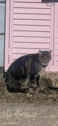 Lost Female Cat last seen victoria avenue, M9 , Greater Manchester, England M9 0QN