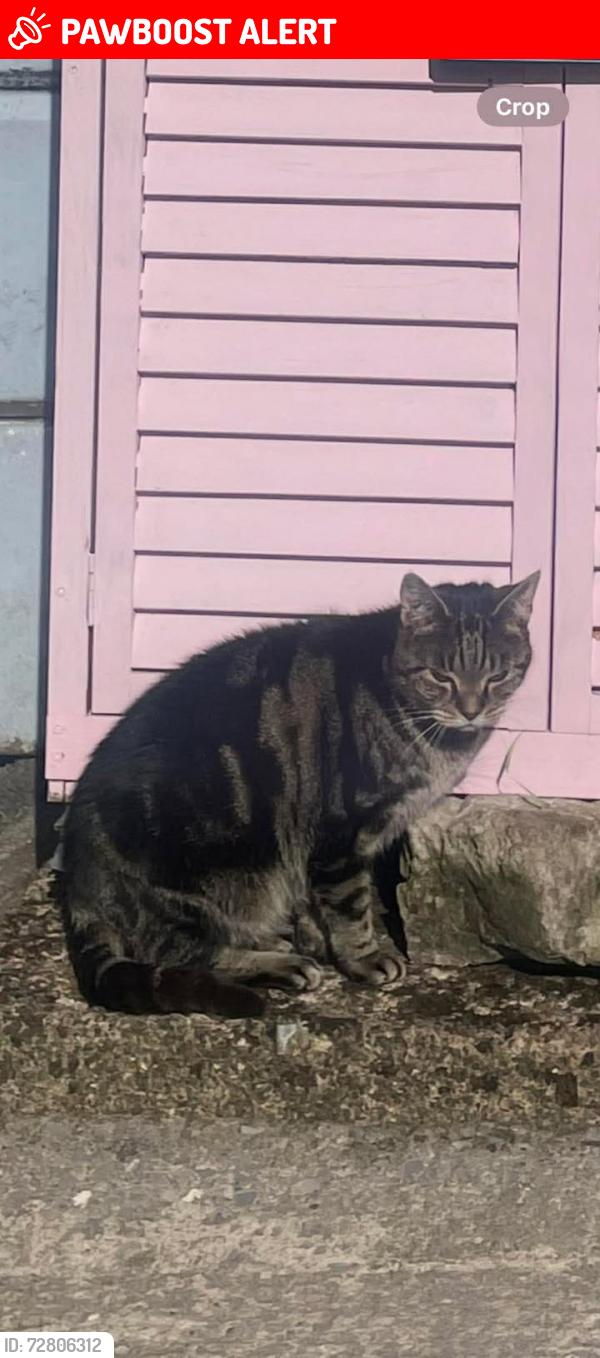 Lost Female Cat last seen victoria avenue, M9 , Greater Manchester, England M9 0QN