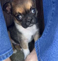 Lost Male Dog last seen W Fairview ST and S Palm Ln , Chandler, AZ 85225