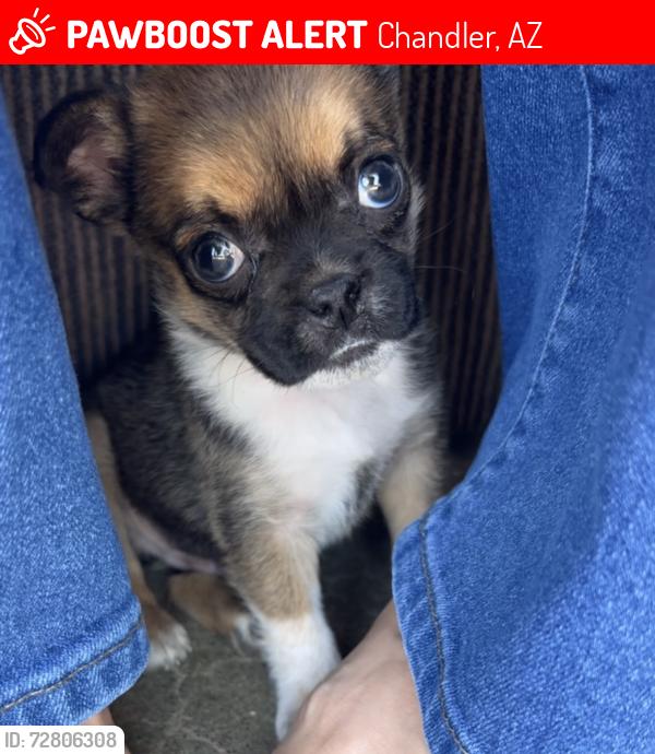 Lost Male Dog last seen W Fairview ST and S Palm Ln , Chandler, AZ 85225
