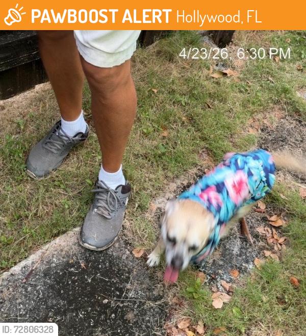 Found/Stray Male Dog last seen Wiley street 16th street, Hollywood, FL 33020