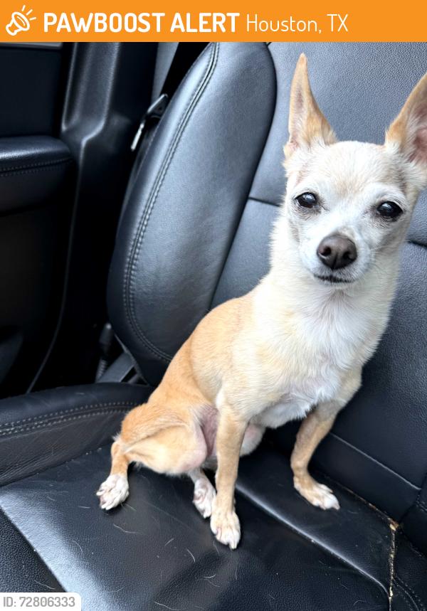Found/Stray Female Dog last seen Tc Jester, Houston, TX 77068