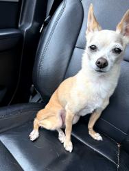 Found/Stray Female Dog last seen Tc Jester, Houston, TX 77068