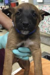Shelter Stray Male Dog last seen VAN BUREN BOULEVARD & BARTON STREET, RIVERSIDE, CA, Jurupa Valley, CA 92509
