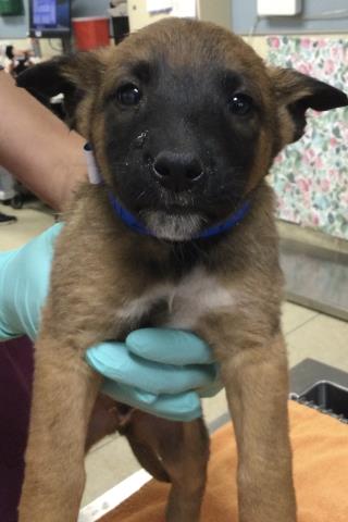 Shelter Stray Male Dog last seen VAN BUREN BOULEVARD & BARTON STREET, RIVERSIDE, CA, Jurupa Valley, CA 92509