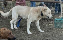 Lost Male Dog last seen Meiss Road, Wilton, CA 95624