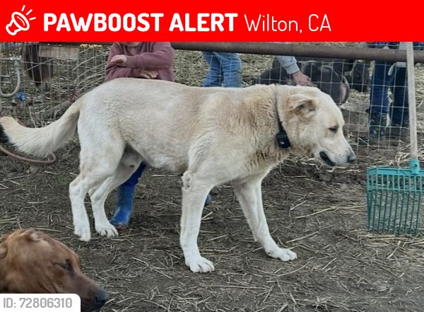 Lost Male Dog last seen Meiss Road, Wilton, CA 95624