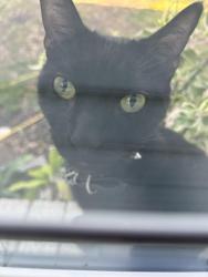 Lost Male Cat last seen Near Highland Creek San Antonio, TX  78245 United States, San Antonio, TX 78245