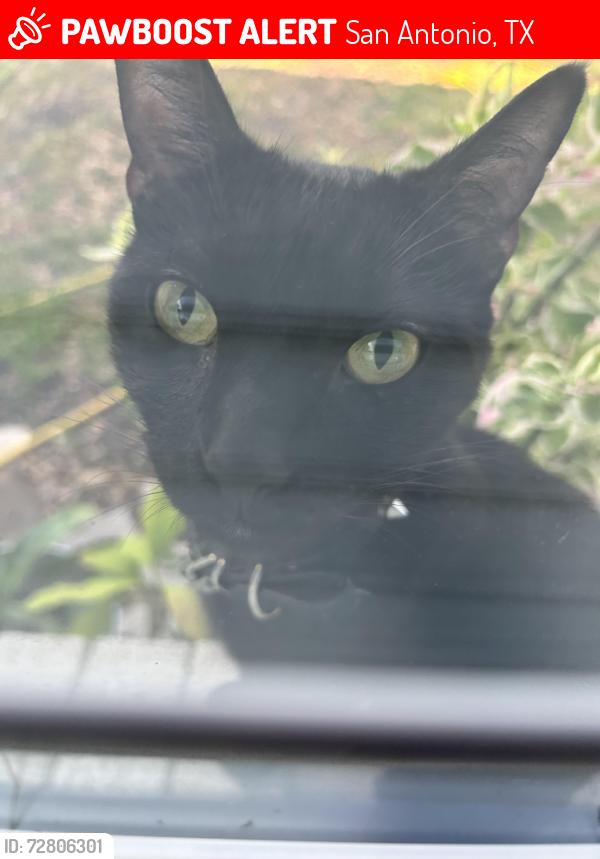Lost Male Cat last seen Near Highland Creek San Antonio, TX  78245 United States, San Antonio, TX 78245