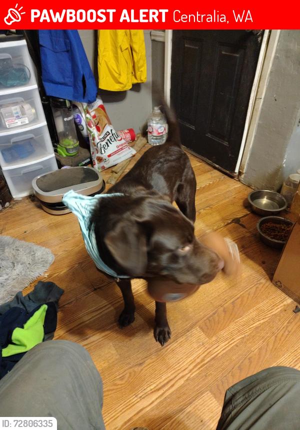 Lost Female Dog last seen Near eckerson rd centralia, Centralia, WA 98531