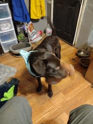 Lost Female Dog last seen Near eckerson rd centralia, Centralia, WA 98531