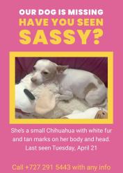 Lost Female Dog last seen 52nd Avenue & 37th Street North, St. Petersburg, FL 33714