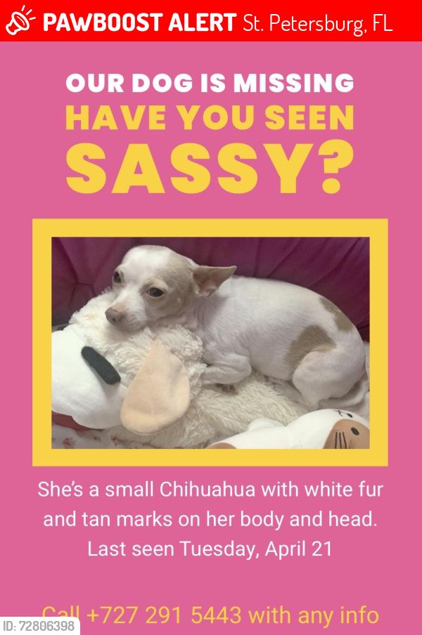 Lost Female Dog last seen 52nd Avenue & 37th Street North, St. Petersburg, FL 33714
