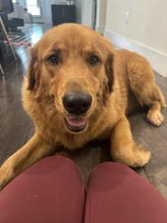 Found/Stray Male Dog last seen Dallas TX , Dallas, TX 75201