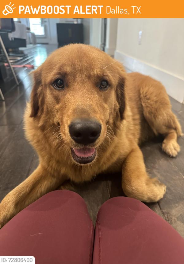 Found/Stray Male Dog last seen Dallas TX , Dallas, TX 75201