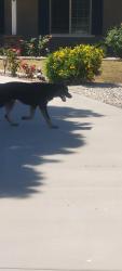 Found/Stray Unknown Dog last seen Rancherias heading towards flathead with another dog, Apple Valley, CA 92307
