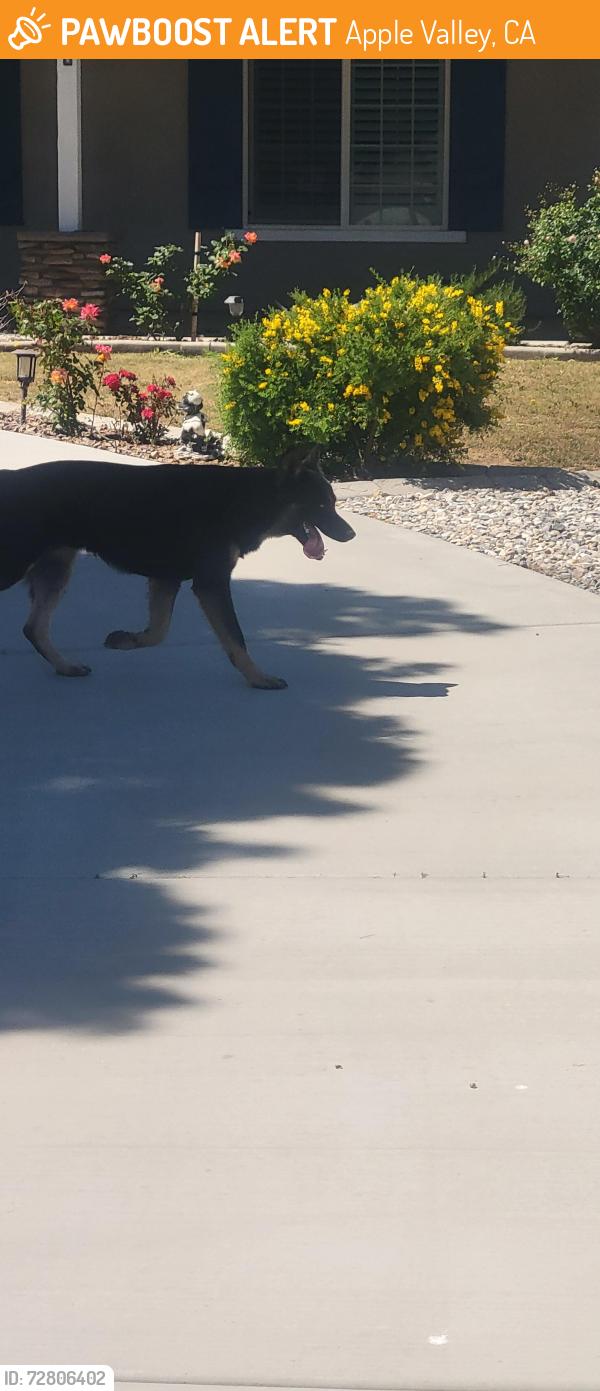 Found/Stray Unknown Dog last seen Rancherias heading towards flathead with another dog, Apple Valley, CA 92307