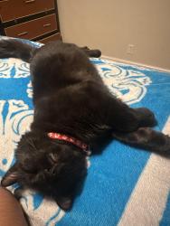 Lost Male Cat last seen Near w laurel dr, Salinas, CA 93906