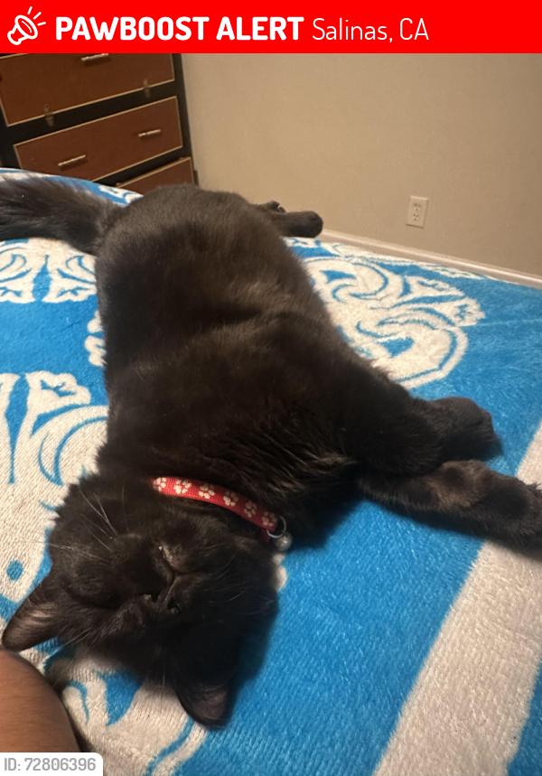 Lost Male Cat last seen Near w laurel dr, Salinas, CA 93906