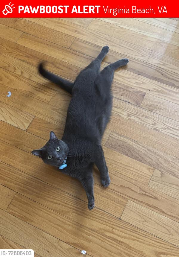 Lost Male Cat last seen N witchduck, Virginia Beach, VA 23455