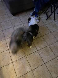 Found/Stray Female Dog last seen Manchester / Van ness, Los Angeles, CA 90301