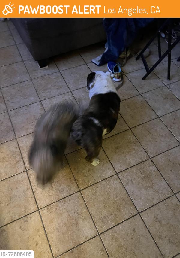 Found/Stray Female Dog last seen Manchester / Van ness, Los Angeles, CA 90301