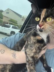 Found/Stray Female Cat last seen Morgan rd exit, Yukon, OK 73099