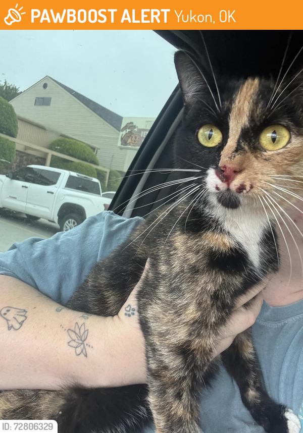 Found/Stray Female Cat last seen Morgan rd exit, Yukon, OK 73099