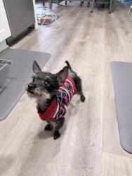 Found/Stray Male Dog last seen Colorado and Monte vista , Turlock, CA 95382