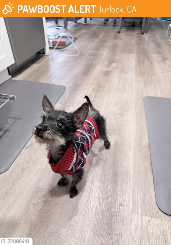 Found/Stray Male Dog last seen Colorado and Monte vista , Turlock, CA 95382