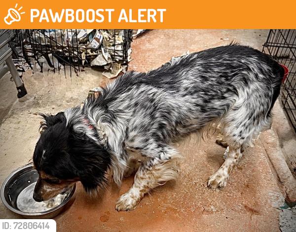 Found/Stray Male Dog last seen cimmeron Rd Lancaster SC, Lancaster County, SC 29720
