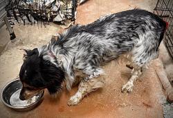 Found/Stray Male Dog last seen cimmeron Rd Lancaster SC , Lancaster County, SC 29720