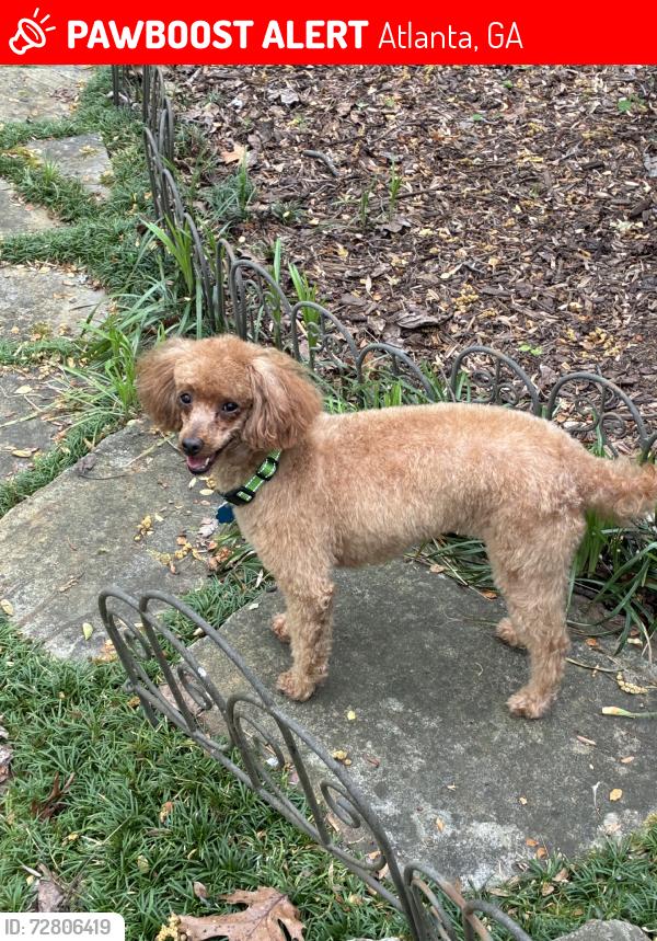 Lost Female Dog last seen Austell Rd, Atlanta, GA 30324