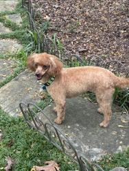 Lost Female Dog last seen Austell Rd, Atlanta, GA 30324