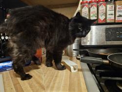 Lost Female Cat last seen Highlands community center, Highlands, TX 77562