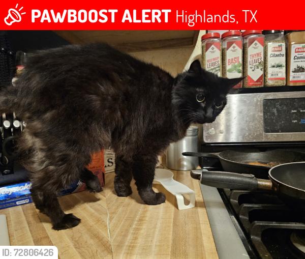 Lost Female Cat last seen Highlands community center, Highlands, TX 77562