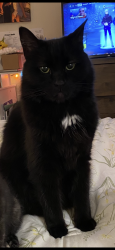 Lost Male Cat last seen Legacy park apmts is across the street, Fair Oaks, CA 95628