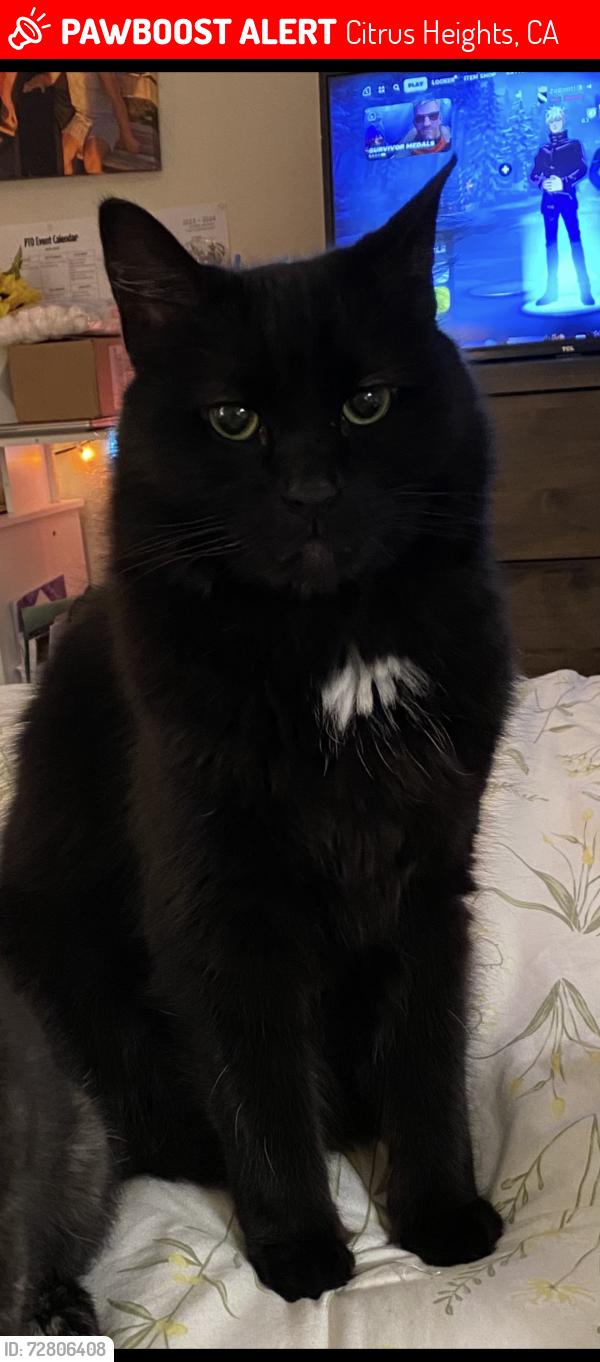 Lost Male Cat last seen Legacy park apmts is across the street, Fair Oaks, CA 95628