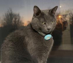 Lost Male Cat last seen Wi rd, Virginia Beach, VA 23455