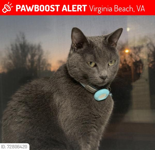Lost Male Cat last seen Wi rd, Virginia Beach, VA 23455